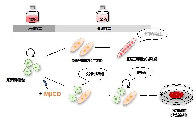 筋芽細胞の分化とMβCDの効果 マウスやニワトリの筋芽細胞を低血清培地で培養すると、筋管細胞への分化が進行し、それに伴って細胞増殖は停止する(上段)。一方、MβCDを添加すると、分化抑制効果ならびに増殖促進効果を示す(下段)。