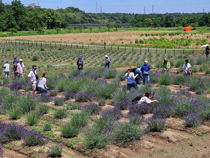 つみとり体験会場