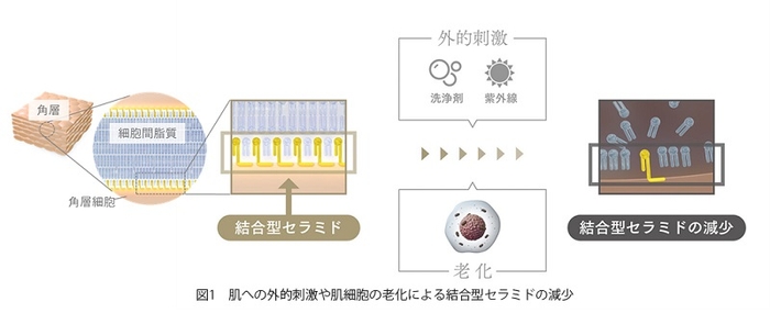 図1 肌への外的刺激や肌細胞の老化による結合型セラミドの減少