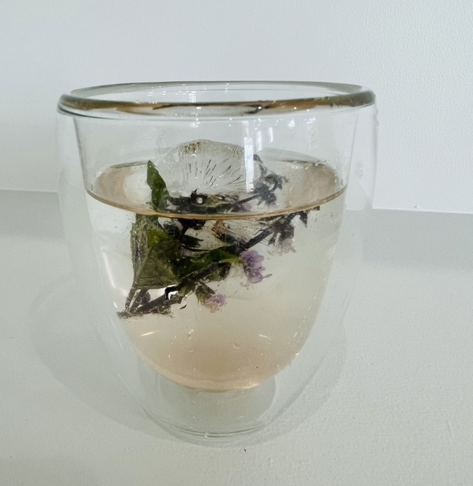 夏限定！アイスホーリーバジルコーディアル