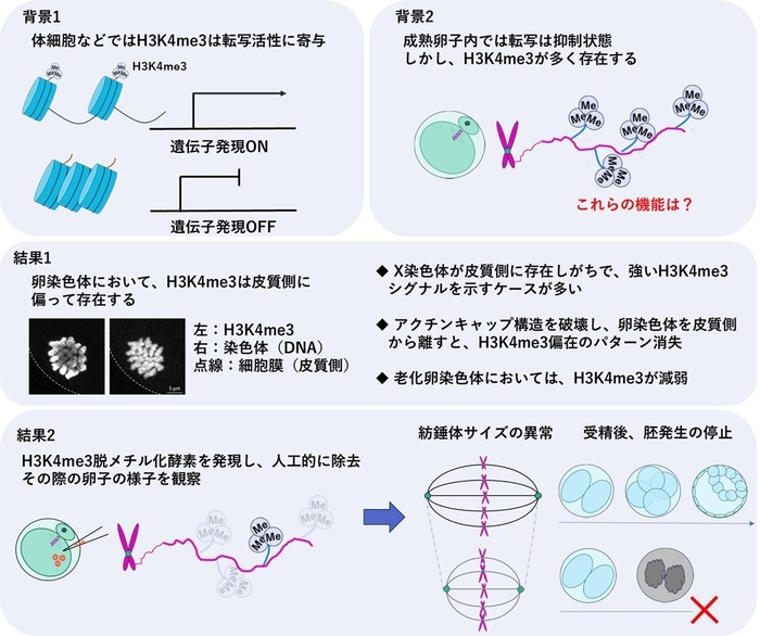 図1 本研究の概要図 本研究に関わる背景と主な実験結果を示す