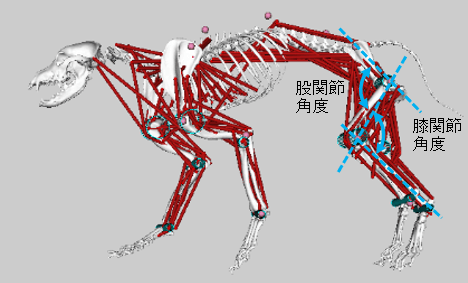 股関節角度と膝関節角度の定義