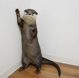 あなたの街でカワウソさんを育ててみませんか？ カワウソと共に地域活性化プロジェクト