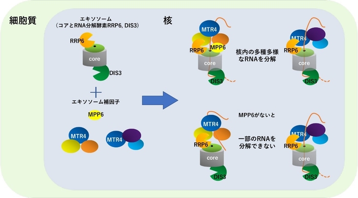 エキソソームを構成する因子