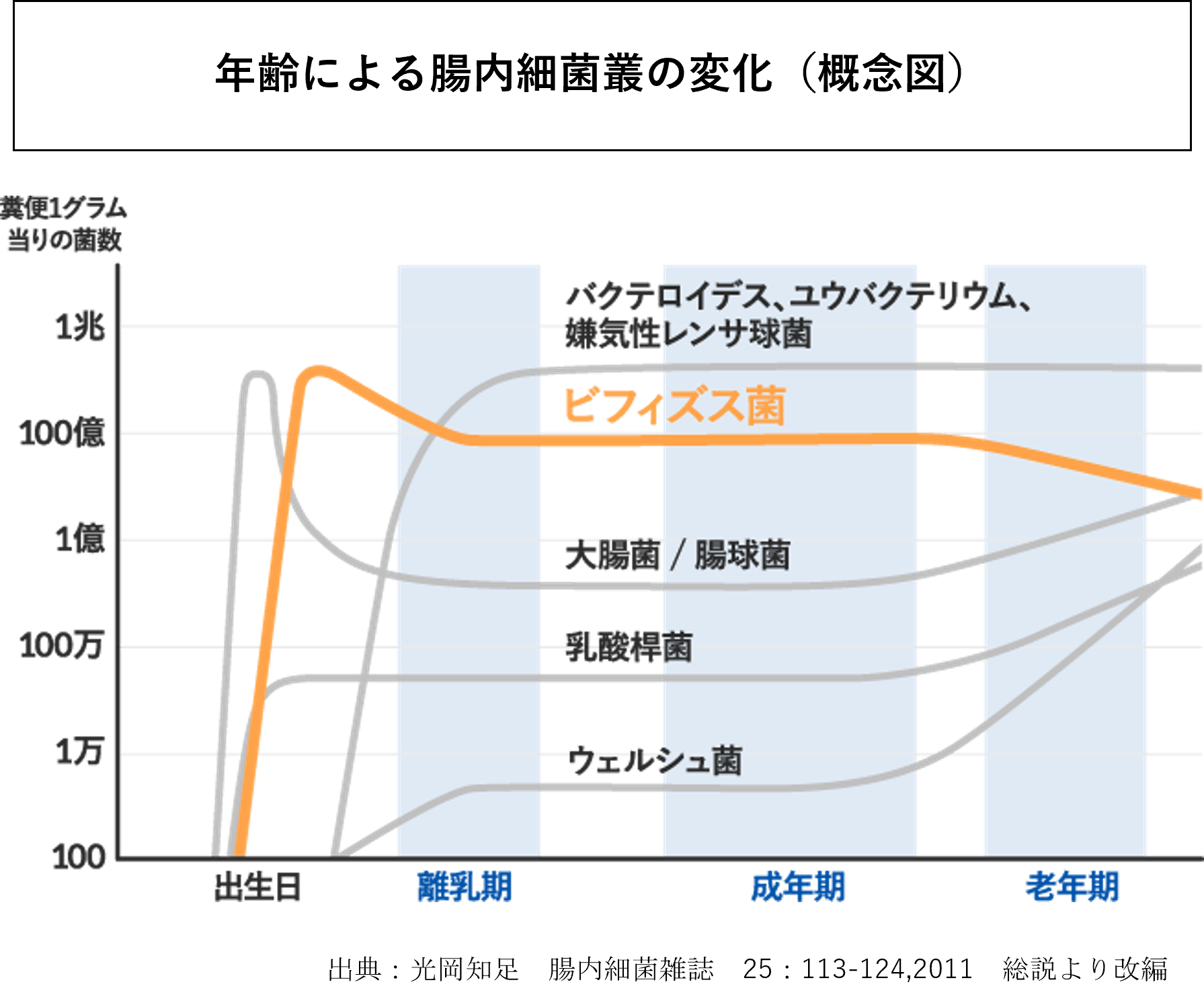 年齢による腸内細菌叢の変化(概念図)