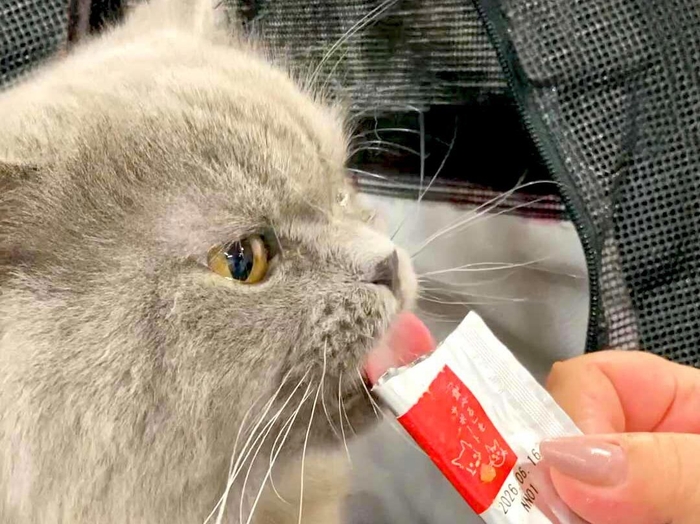 おいしく食べて、こっそりケアする賢いおやつ「とろろ」