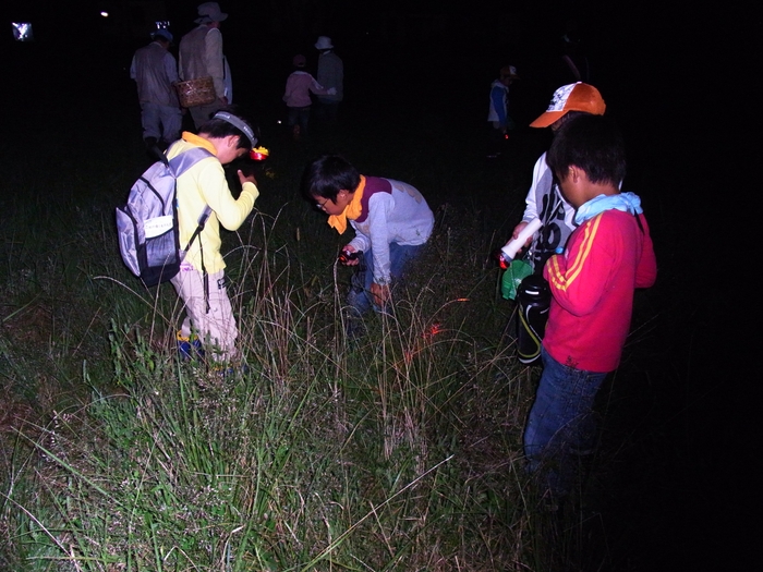 夜の生物探しの様子(過去の開催時の様子)