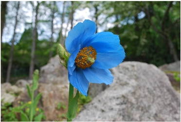 六甲高山植物園 世界中のあこがれの高山植物！ 秘境の花「ヒマラヤの青いケシ」が開花