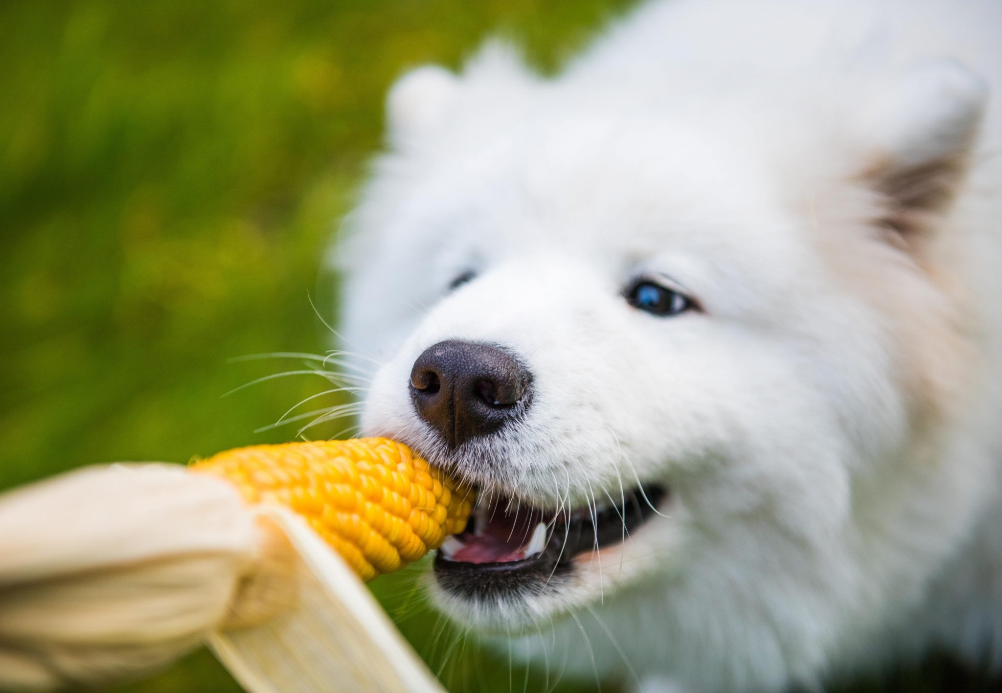 こちらも多くの記事で問題視されていますね。確かに穀物には犬にとってアレルゲンとなるのですが、中にはアレルゲンとなる可能性が低い穀物があります。すべての穀物をアレルゲンとなると言われているのは少し違います。