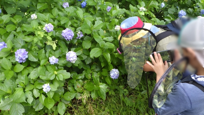 アジサイの葉に何を見つけたのかな？（過去開催の様子）