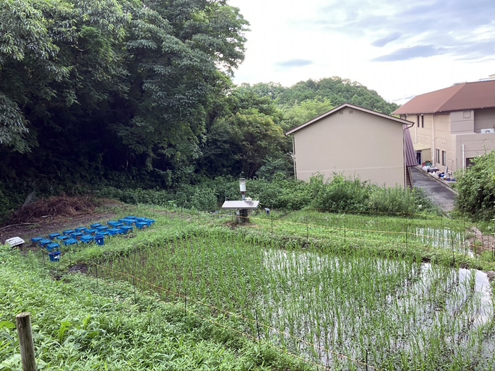 キャンパス内に整備された棚田風景(登録面積:1.38ha)