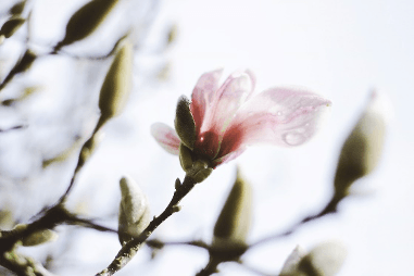 マグノリア フラワー