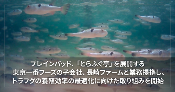 ブレインパッド、「とらふぐ亭」を展開する東京一番フーズの子会社、 長崎ファームと業務提携し、トラフグの養殖効率の最適化に向けた取り組みを開始