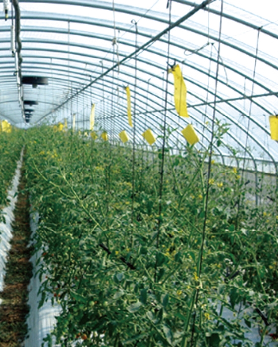 吊るしてGET虫ミニ 使用イメージ2