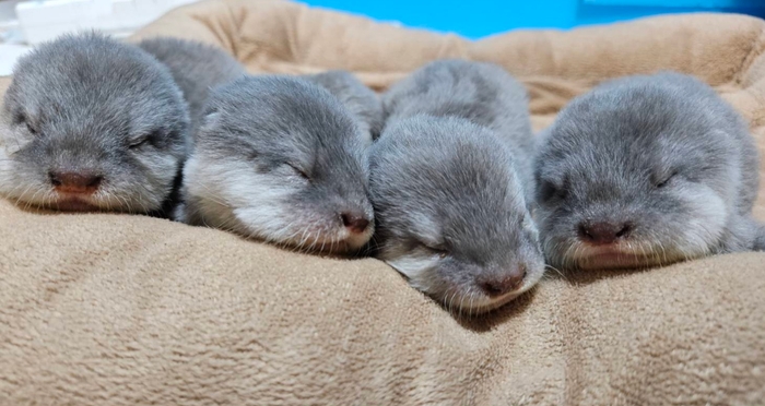 コツメカワウソの赤ちゃん