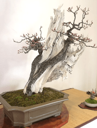 早春の盆栽展(過去の様子)