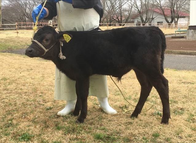 図2.ライブセルイメージングにより染色体分配の様子を観察した受精卵から誕生した子牛。2細胞期から4細胞期の間で染色体分配異常が起こった受精卵から誕生した。