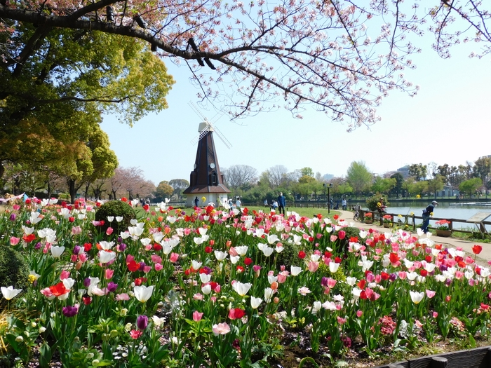 満開のチューリップの様子(2022年春)
