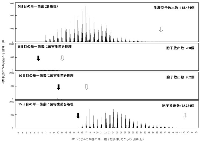 図1 菌寄生菌を処理したメロンうどんこ病菌(KMP-6N)の単一菌叢から静電気胞子回収装置で回収された胞子数の測定と推移 黒矢印は菌寄生菌を処理した日にちを示し、白矢印は胞子回収が終了した日にちを示します。5日目の単一菌叢(無処理)では36日で胞子回収が終了しました。一方、5日目の単一菌叢に菌寄生菌を処理した場合は11日で胞子回収が終了し、処理後6日間、メロンうどんこ病菌は胞子を放出し続けました。10日目の単一菌叢に菌寄生菌を処理した場合は17日に胞子回収が終了し、処理後7日間、メロンうどんこ病菌は胞子を放出し続けました。15日目の単一菌叢に菌寄生菌を処理した場合は42日に胞子回収が終了し、処理後27日間、メロンうどんこ病菌は胞子を放出し続けました。上記のデータから、メロンうどんこ病菌は、昼間に子孫胞子を活発に放出しますが、夜間ではほとんど子孫胞子を放出していません。
