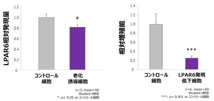 図5.老化を誘導した毛包上皮細胞のLPAR6発現低下(左)、図6.LPAR6発現を低下させた毛包上皮細胞における増殖能の低下