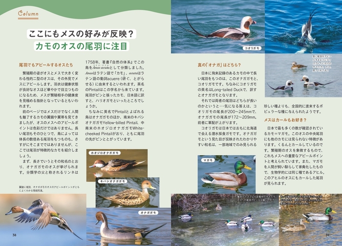 カモのオスの尾羽に注目