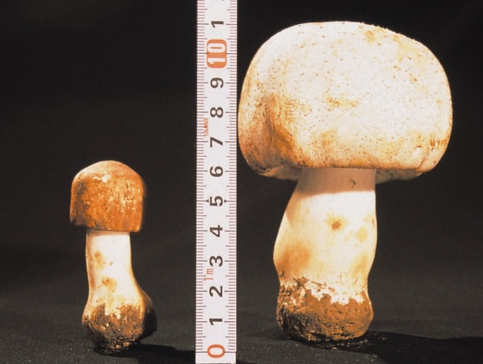 左：ハウス栽培　右：露地栽培アガリクスKA21