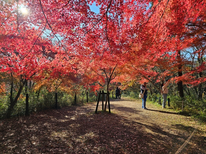 嵐山渓谷モミジのカーテン