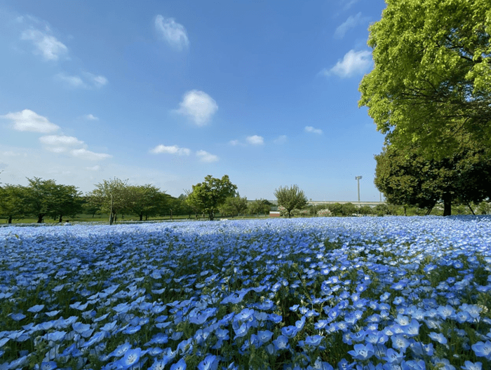 舎人公園のネモフィラ花壇(昨年の様子)
