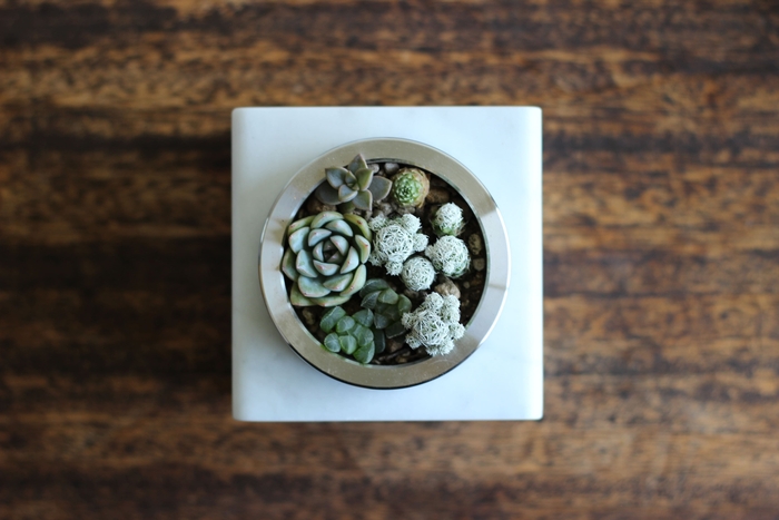 多肉植物を寄せ植えした真上からの写真