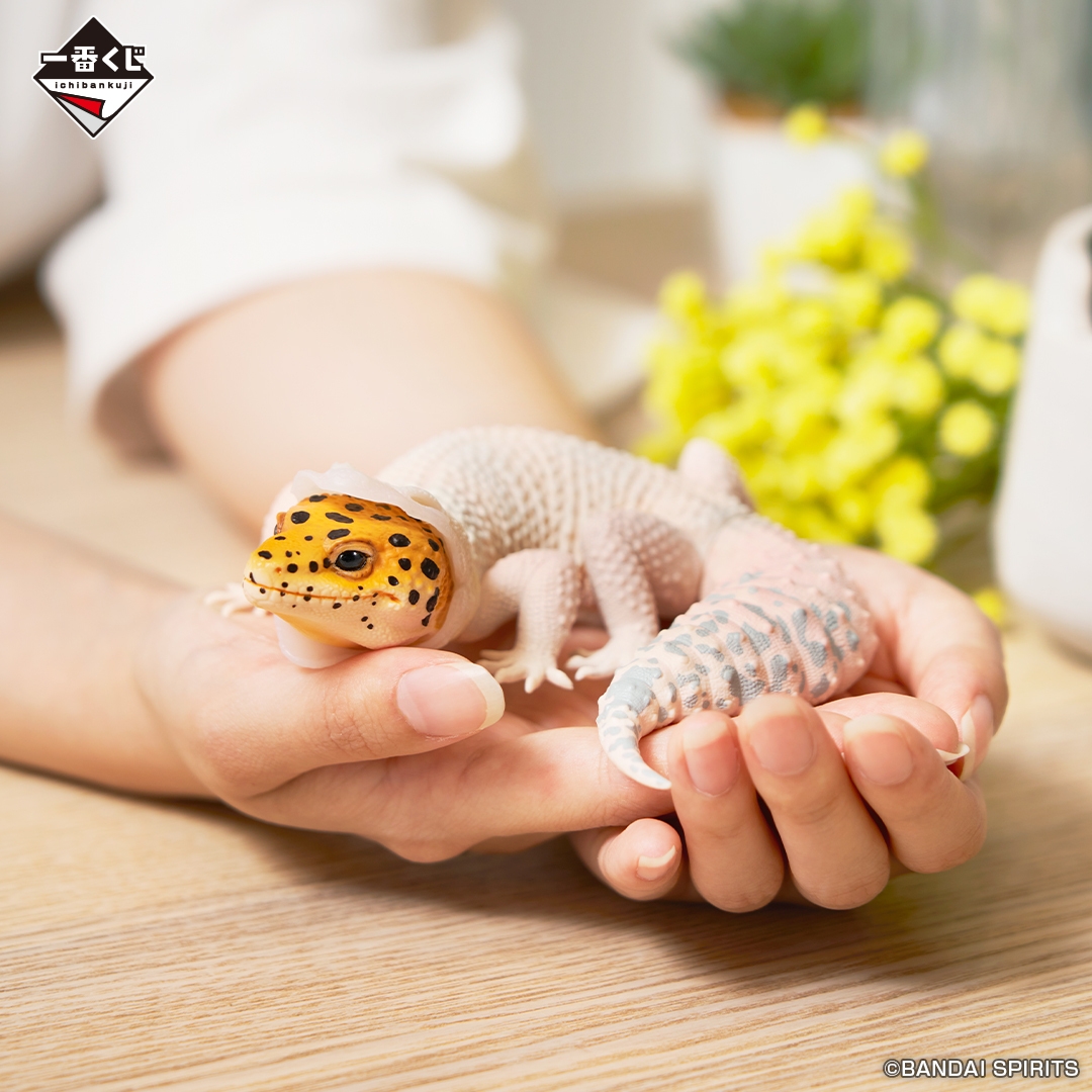 B賞:ヒョウモントカゲモドキ フィギュア~脱皮中~(イメージ2)