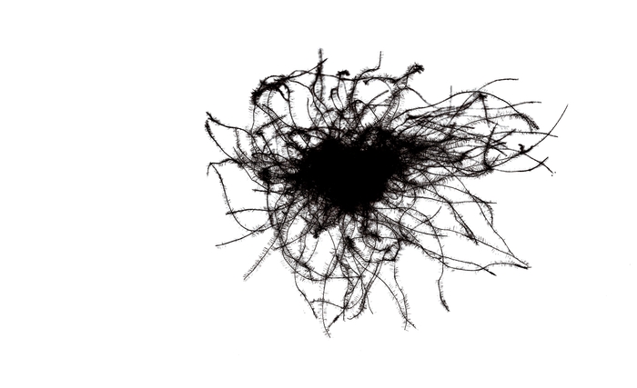 POLISH WHITE GOOSE DOWN