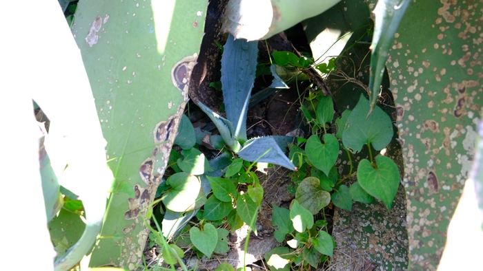 7月末撮影。この子株も10年後に花を咲かせるかもしれません。