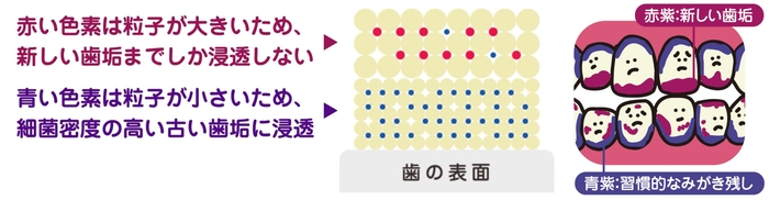 なぜ2色に染め分けができるの?