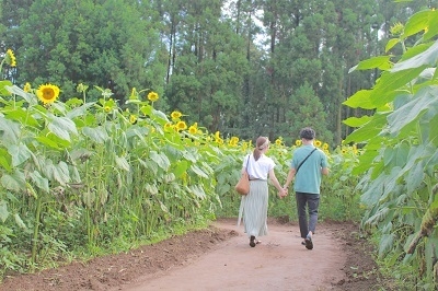 昨年の様子:人の背丈くらいの大きさのひまわり