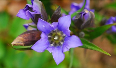 日本の里山の秋を彩る鮮やかな瑠璃色の花 「リンドウ」が見頃です