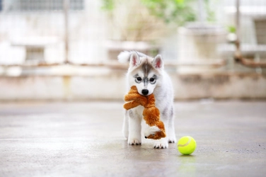 遊ぶついでに健康維持！犬のおすすめおもちゃ8選！