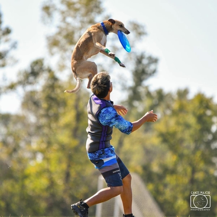 現役世界チャンピオン ディスクドッグパフォーマンス