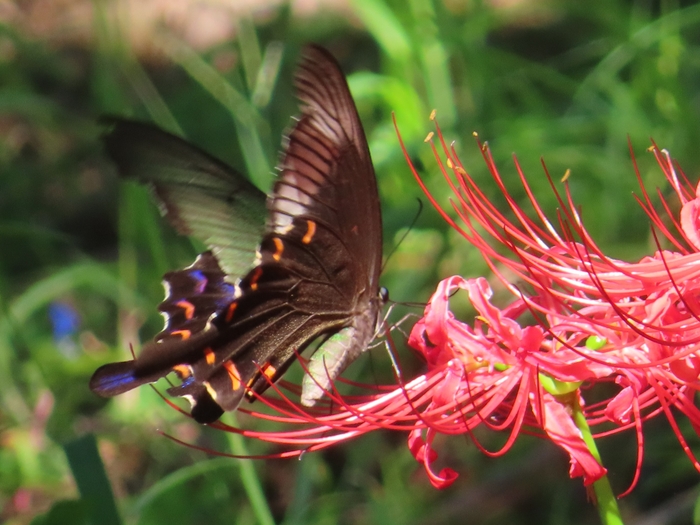 あ!カラスアゲハだ!