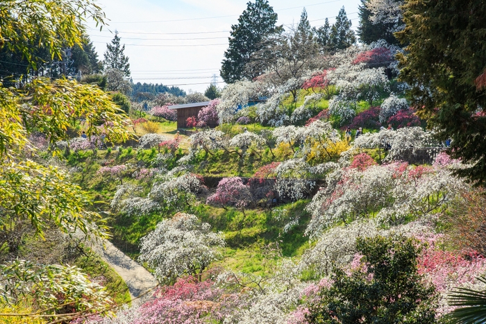 旭 上中のしだれ桃