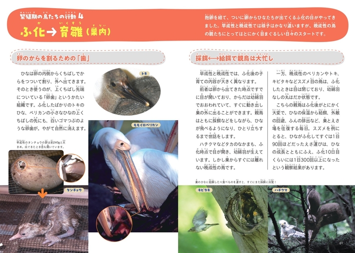 ふ化→育雛(巣内)