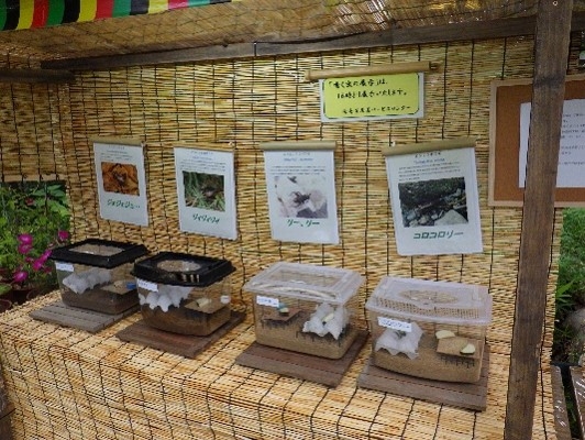 虫の展示(昨年の様子)