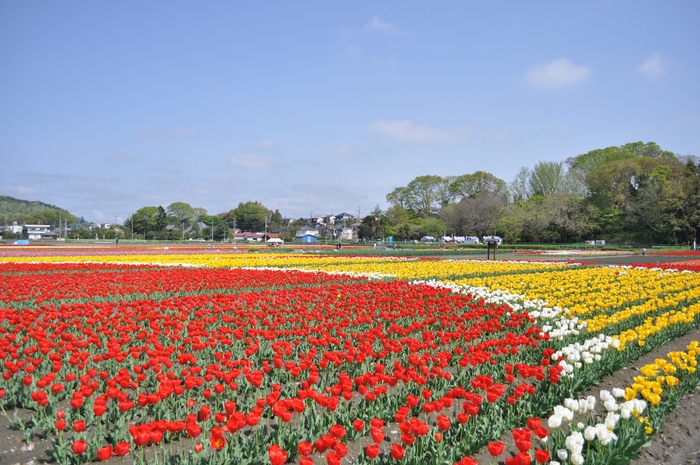 根がらみ前水田 チューリップ