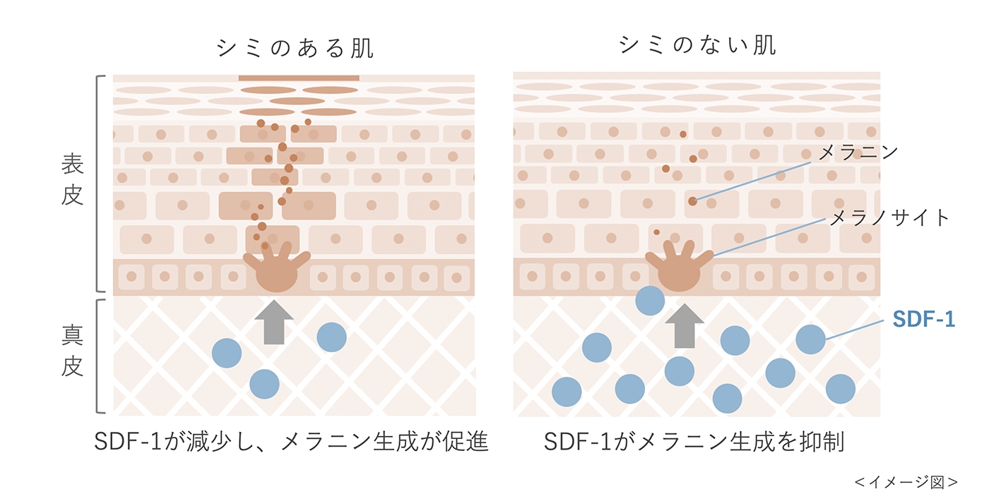 真皮におけるSDF-1のはたらき