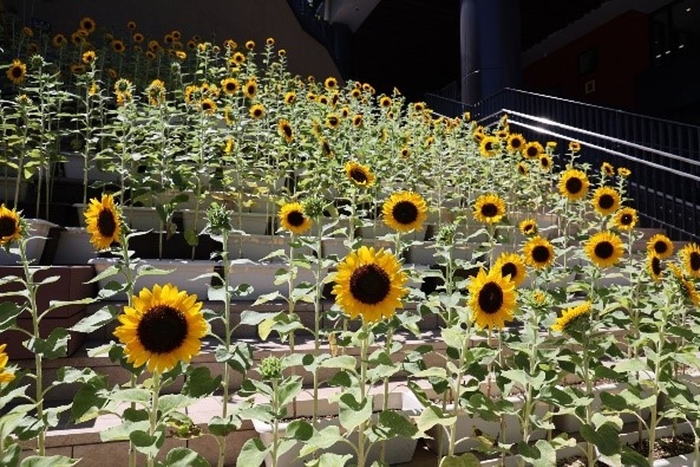 ひまわりプロジェクト2024 ひまわり大階段