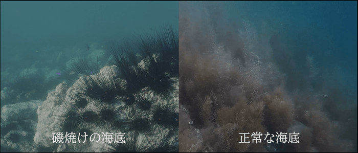 『[short ver] “五島の醤”にかける熱き想い～磯焼けから海を守れ』 より