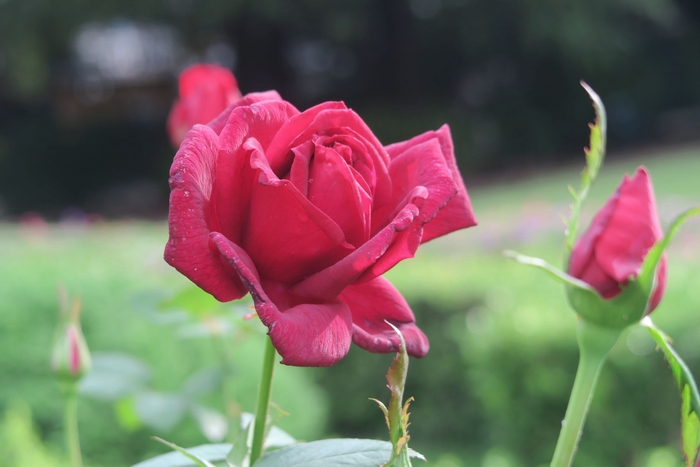 オクラホマ（10月9日撮影）