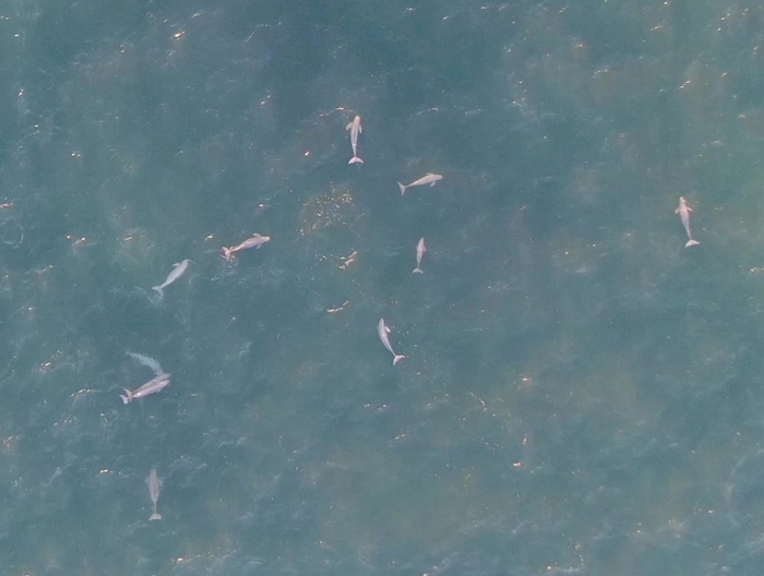 スナメリの集合（2024年12月撮影）