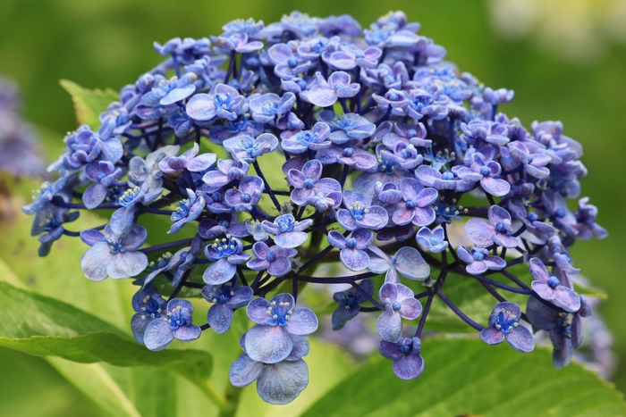 ウズアジサイ（ガクアジサイ系）