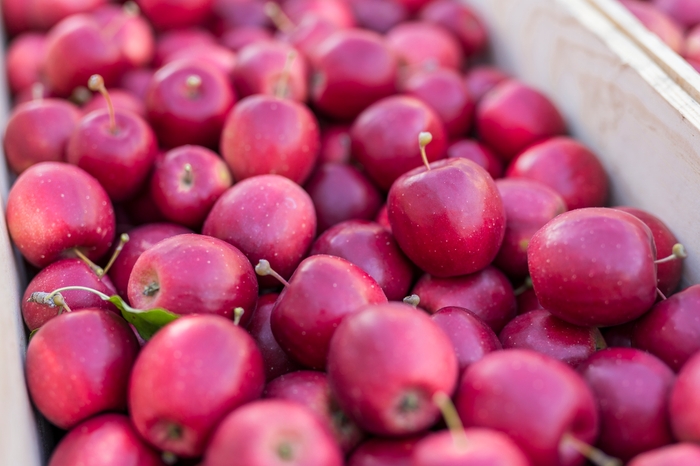 小さなミニりんご～姫りんご～