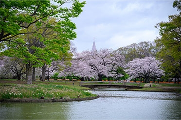 hiro_wind_roadster撮影場所:代々木公園